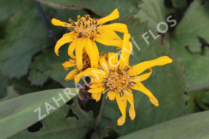 Popelivka zoubkovaná 'Britt-Marie Crawford' - Ligularia dentata 'Britt-Marie Crawford'