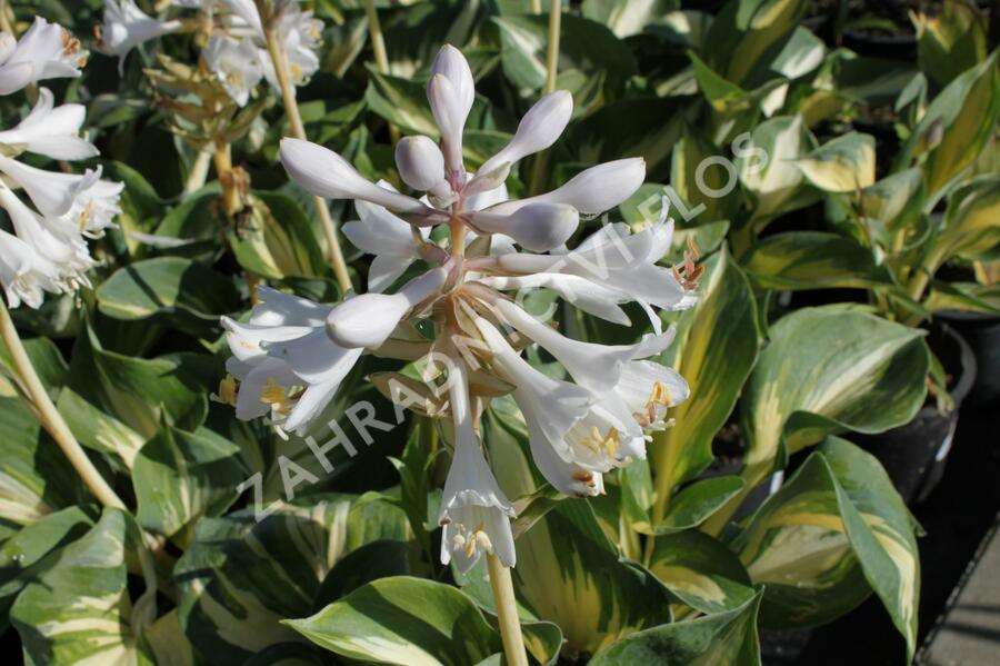 Bohyška 'Great Expectation' - Hosta 'Great Expectation'