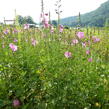 Slézovník jabloňokvětý 'Stark's Hybrids' - Sidalcea malviflora 'Stark's Hybrids'