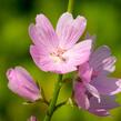 Slézovník jabloňokvětý 'Stark's Hybrids' - Sidalcea malviflora 'Stark's Hybrids'