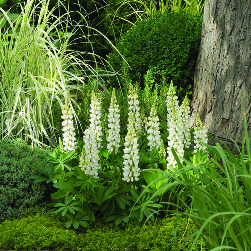 Lupina mnoholistá 'Camelot White' - Lupinus polyphyllus 'Camelot White'