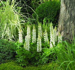 Lupina mnoholistá 'Camelot White' - Lupinus polyphyllus 'Camelot White'