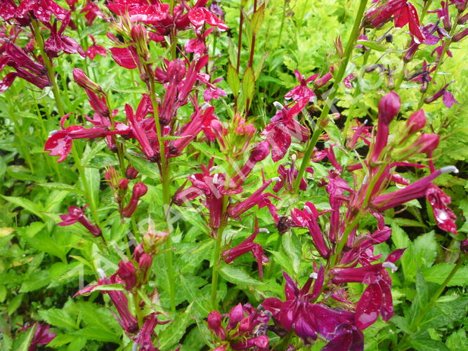 Lobelka 'Fan Burgundy' - Lobelia speciosa 'Fan Burgundy'