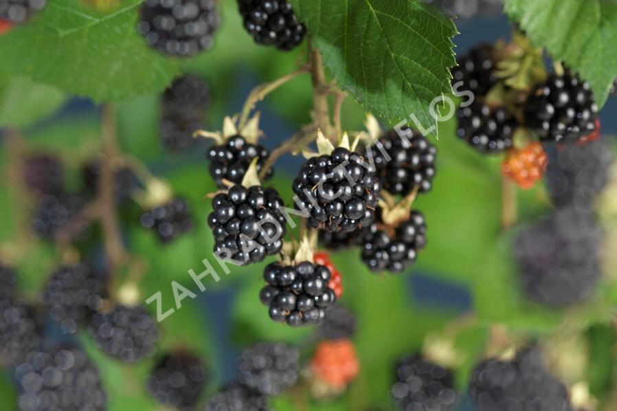 Ostružiník křovitý 'Himalaya' - Rubus fruticosus 'Himalaya'