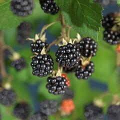 Ostružiník křovitý 'Himalaya' - Rubus fruticosus 'Himalaya'