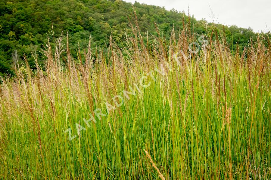 Metlice trsnatá 'Schottland' - Deschampsia caespitosa 'Schottland'