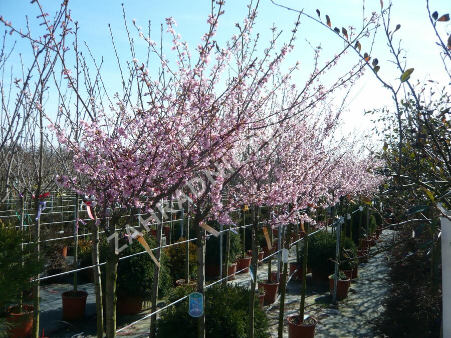 Třešeň 'Okame' - Prunus 'Okame'