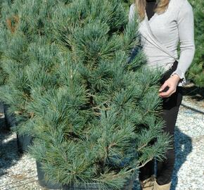 Borovice limba 'Glauca' - Pinus cembra 'Glauca'