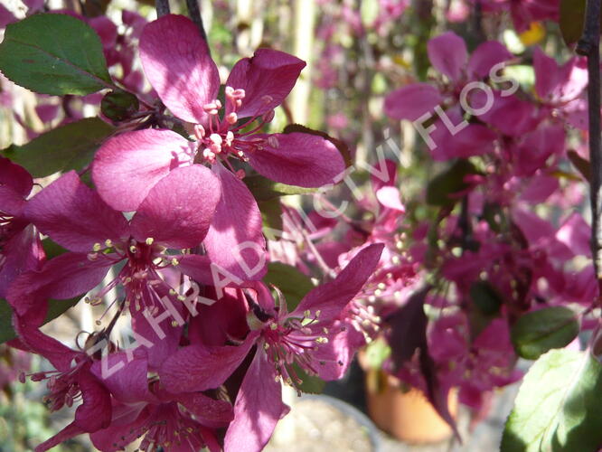 Jabloň okrasná 'Royal Beauty' - Malus 'Royal Beauty'