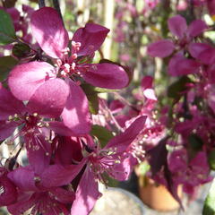 Jabloň okrasná 'Royal Beauty' - Malus 'Royal Beauty'