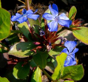 Olověnec - Ceratostigma plumbaginoides