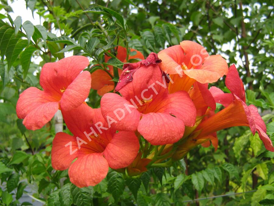 Trubač velkokvětý - Campsis grandiflora