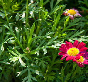 Kopretina pařížská 'Aramis Deep Red' - Argyranthemum frutescens 'Aramis Deep Red'