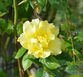 Růže pnoucí 'Lichtkönigin Lucia' - Rosa PN 'Lichtkönigin Lucia'