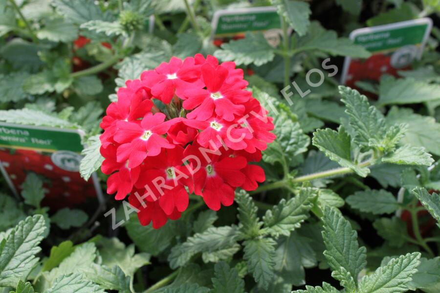 Verbena, sporýš 'Samira Red' - Verbena peruviana 'Samira Red'