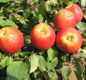 Jabloň zimní 'Gala' - Malus domestica 'Gala'