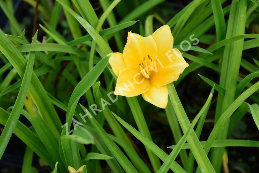 Denivka 'Queen Mix' - Hemerocallis 'Queen Mix'