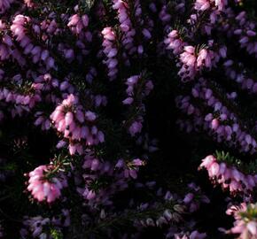 Vřesovec pleťový 'Rosy Gem' - Erica carnea 'Rosy Gem'