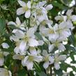 Pustoryl Lemonův 'Erectus' - Philadelphus lemoinei 'Erectus'