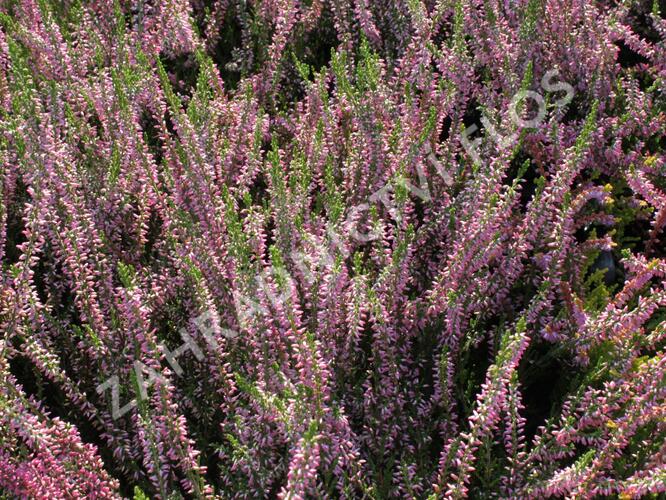 Vřes obecný 'Juliette' - Calluna vulgaris 'Juliette'