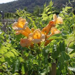 Trubač kořenující 'Yellow Trumpet' - Campsis radicans 'Yellow Trumpet'