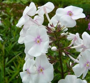 Plamenka 'Omega' - Phlox maculata 'Omega'