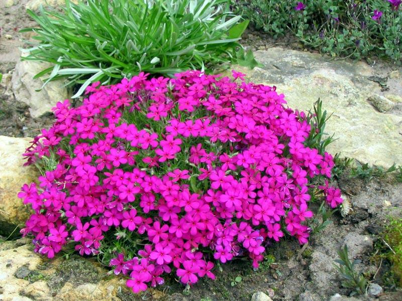 Plamenka 'Crackerjack' - Phlox douglasii 'Crackerjack'