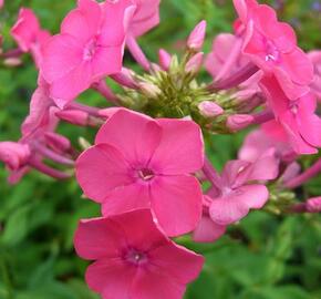 Plamenka 'Pink Attraction' - Phlox arendsii 'Pink Attraction'