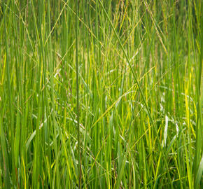 Bezkolenec rákosovitý 'Skyracer' - Molinia arundinacea 'Skyracer'