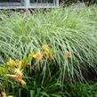 Ozdobnice čínská 'Variegatus' - Miscanthus sinensis 'Variegatus'