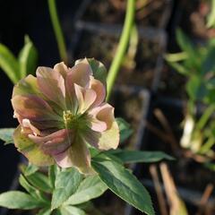 Čemeřice východní 'Double Ellen Red' - Helleborus orientalis 'Double Ellen Red'