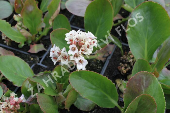 Bergénie 'Bressingham White' - Bergenia 'Bressingham White'