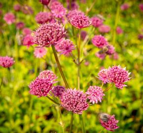 Jarmanka větší 'Ruby Wedding' - Astrantia major 'Ruby Wedding'