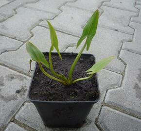 Šípatka střelolistá - Sagittaria sagittifolia