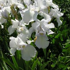 Kosatec německý 'English Cottage' - Iris barbata-elatior 'English Cottage'