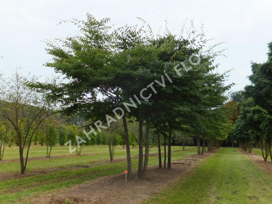 Zelkova pilovitá - Zelkova serrata