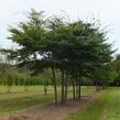 Zelkova pilovitá - Zelkova serrata