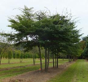 Zelkova pilovitá - Zelkova serrata