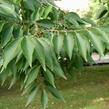 Zelkova pilovitá - Zelkova serrata