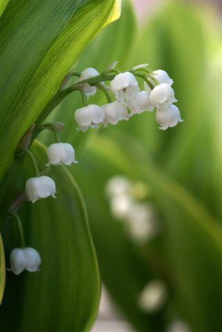 Konvalinka vonná - Convallaria majalis