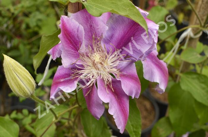 Plamének 'Doctor Ruppel' - Clematis 'Doctor Ruppel'