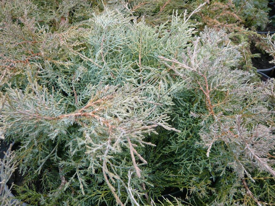 Jalovec prostřední 'Pfitzeriana Glauca' - Juniperus media 'Pfitzeriana Glauca'