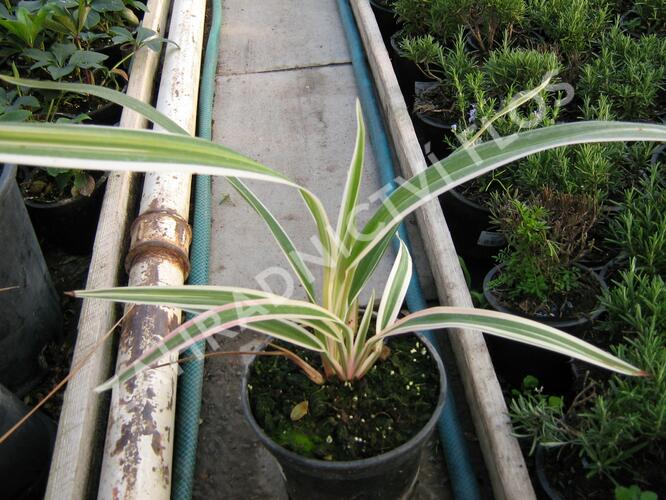 Dianela 'Variegata' - Dianella tasmanica 'Variegata'