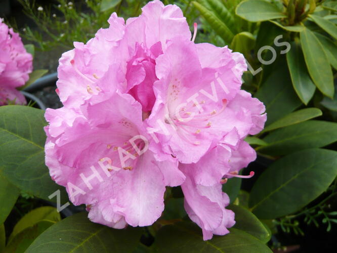 Pěnišník 'Lumina' - Rhododendron (Y) 'Lumina'