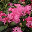 Pěnišník 'Lumina' - Rhododendron (Y) 'Lumina'