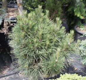 Borovice černá 'Würstle' - Pinus nigra 'Würstle'
