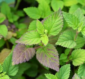 Lipie sladká 'Colada' - Lippia dulcis 'Colada'