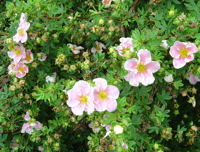 Mochna křovitá 'Blink' - Potentilla fruticosa 'Blink'