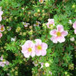 Mochna křovitá 'Blink' - Potentilla fruticosa 'Blink'