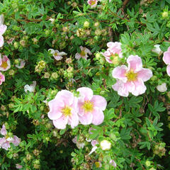 Mochna křovitá 'Blink' - Potentilla fruticosa 'Blink'